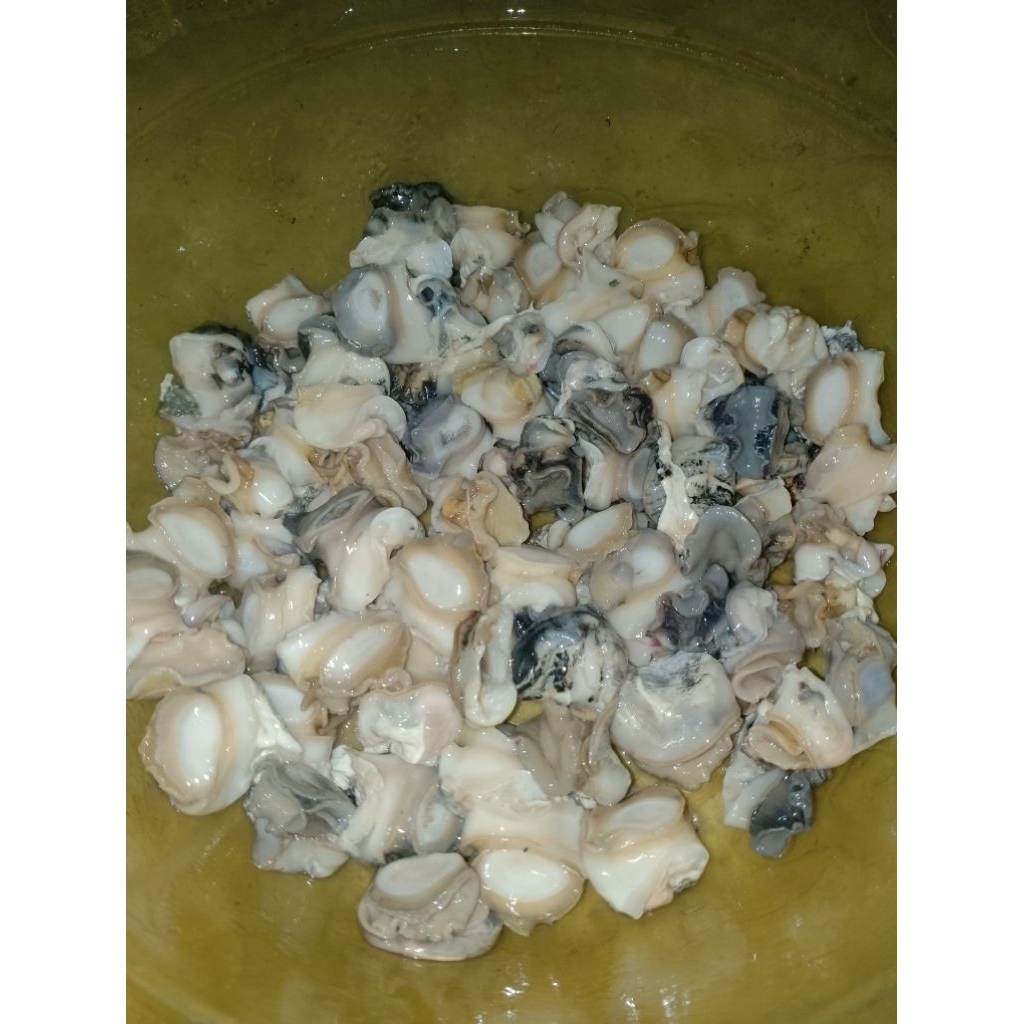 Keong sawah keong mas bersih 1 kg