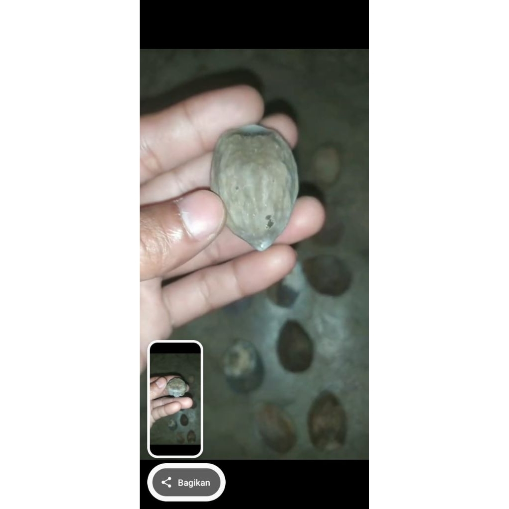 muncang jawa marjudi