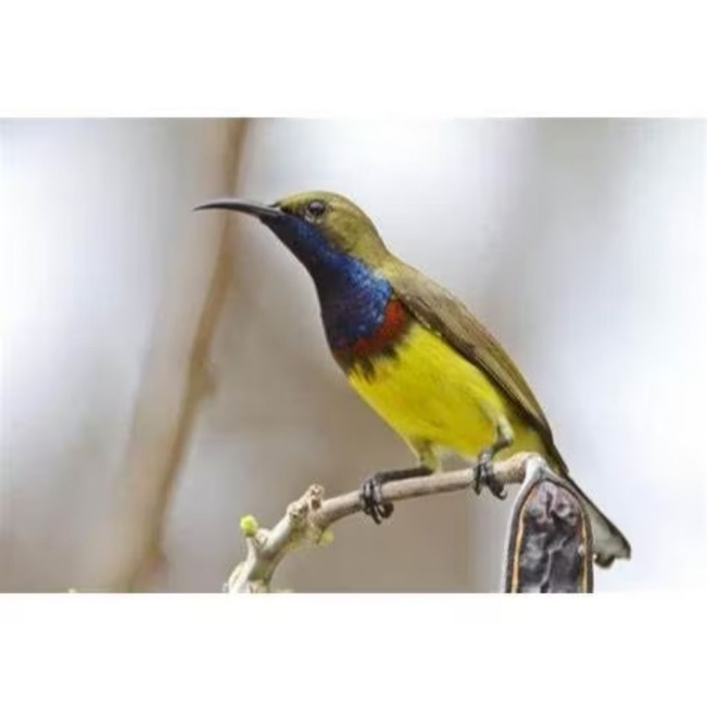 sogon jantan jaminan