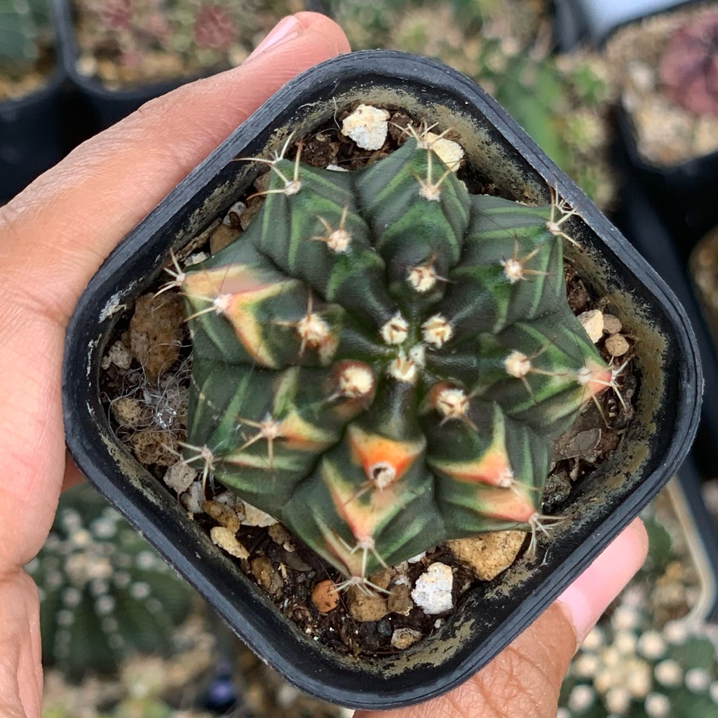 Gymnocalycium mihanovichii hybrid gymno id var hybrid varigata kaktus gymno miha var tanaman hias hi