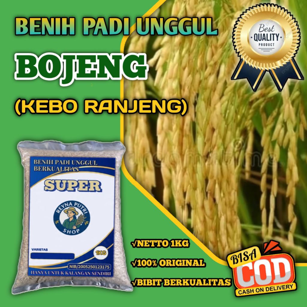 benih padi kebo ranjeng (bojeng) original 1kg