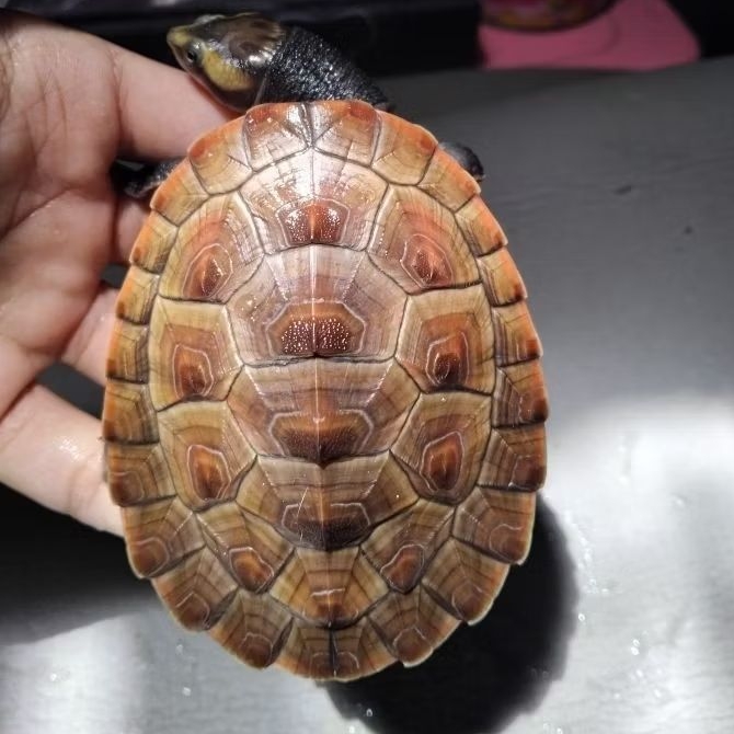 damer kura air dada merah 10cm