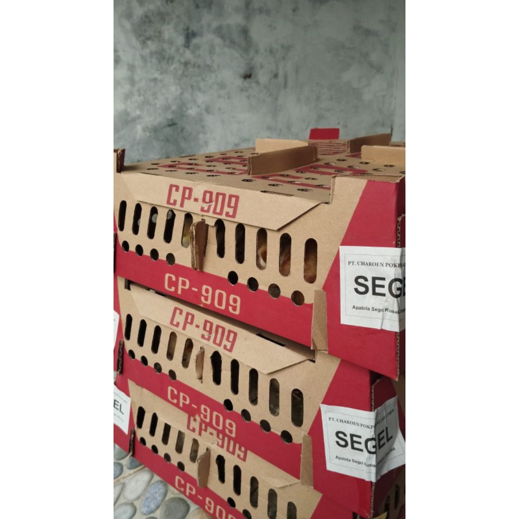 Bibit Ayam Petelur CP 909 Charoen Pokphand