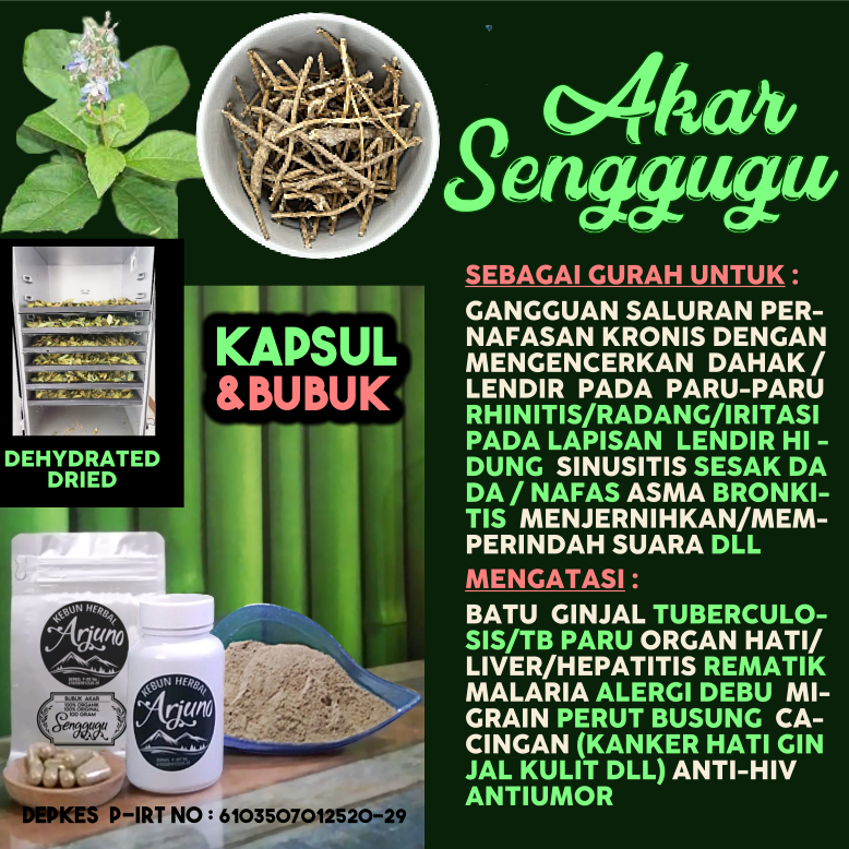 Dehydrated Dried Kapsul Bubuk Akar Senggugu Srigunggu Obat GURAH Pengencer Dahak Lendir Pada Paru-Pa