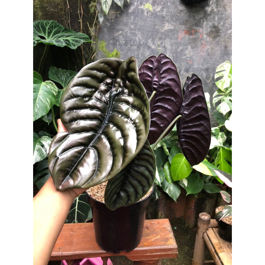Tanaman Hias Alocasia Cuprea Dewasa / Raga manusia king super jumbo / Keladi Tengkorak