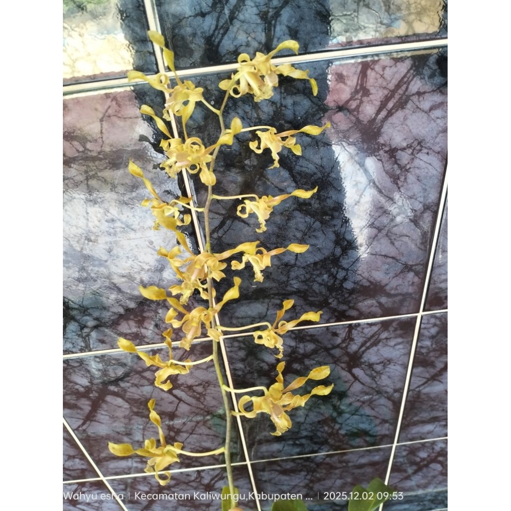 anggrek dendrobium calophyllum x discolor