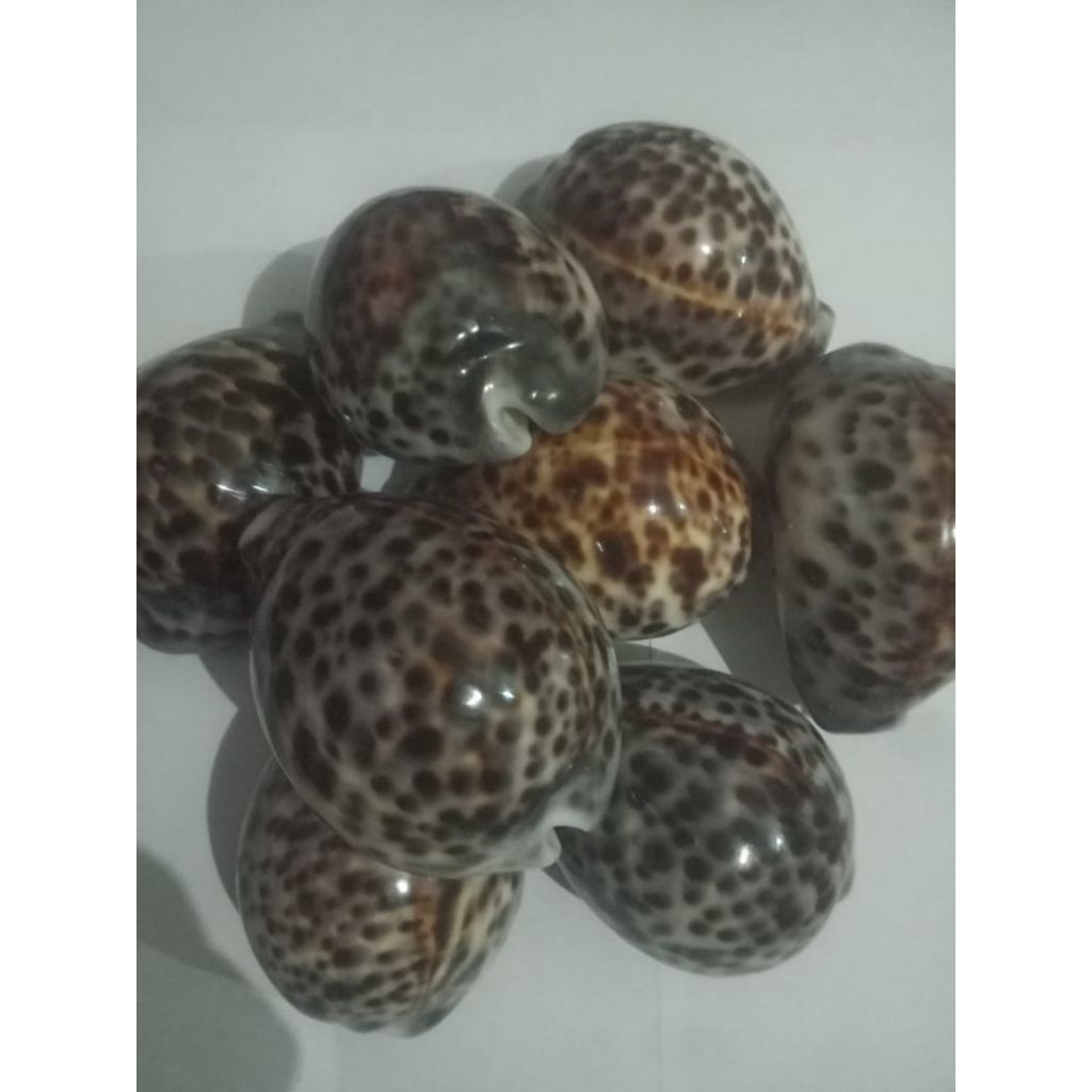 cangkang keong kuwuk size 7