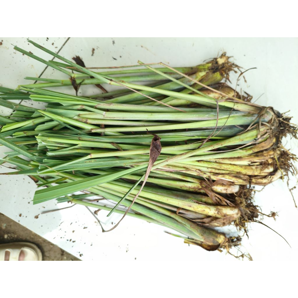 serai/sereh bibit sereh gajah jumbo per1kg