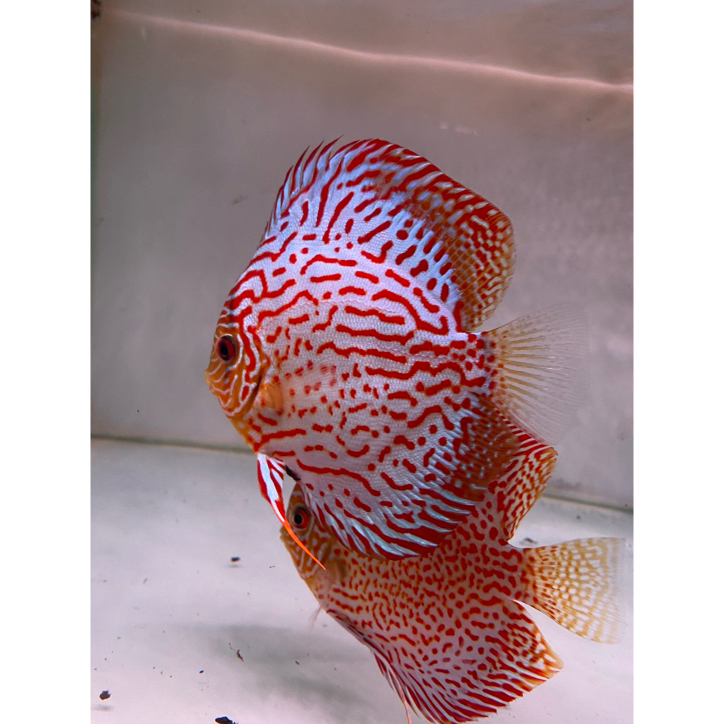 ikan hias discus leopard 2in