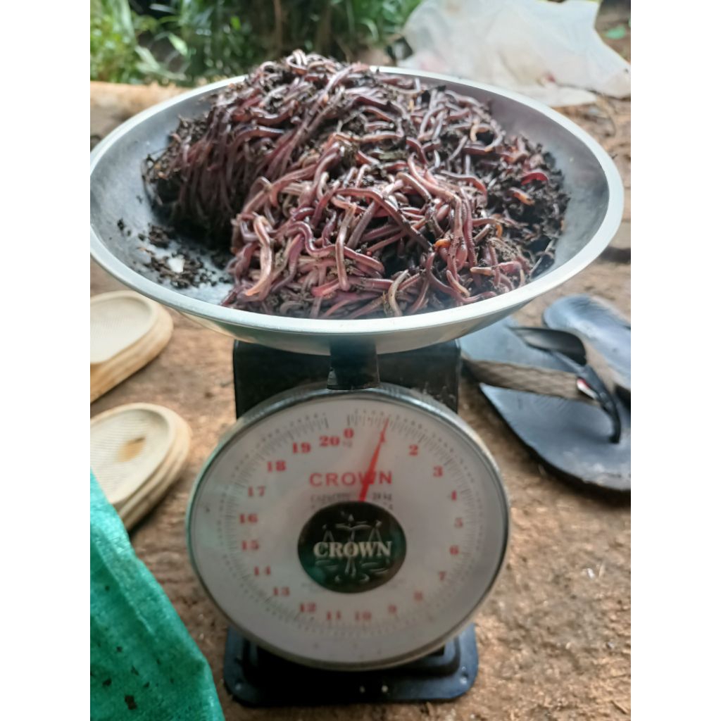 Cacing Tanah ANC 1kg