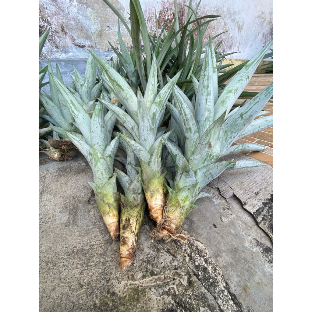 BIBIT NANAS JUMBO TANPA DURI