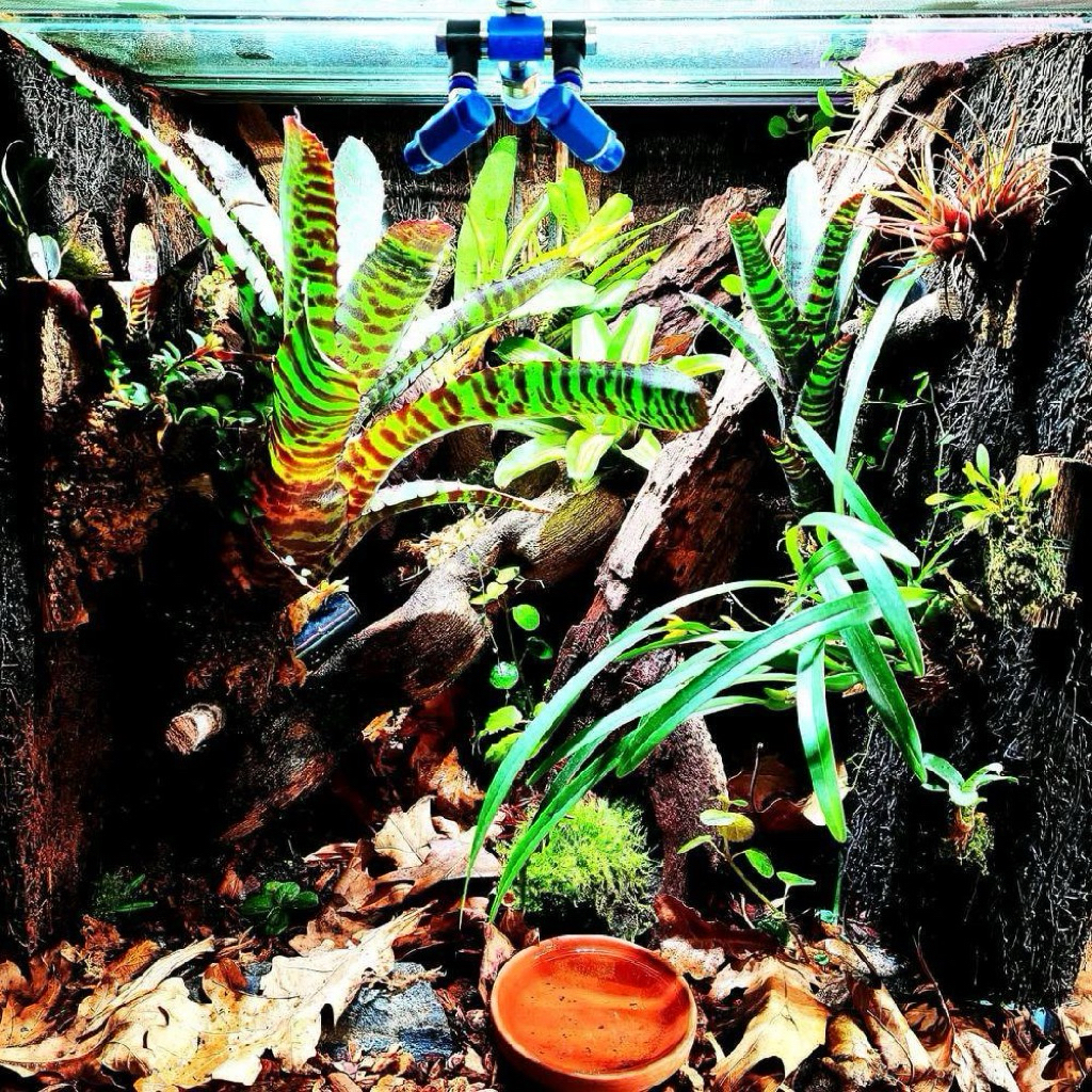 neoregelia punctatissima “Bromelia Tiger” / tanaman hias / terarium / vivarium - bromel