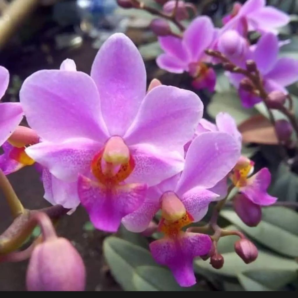 Anggrek bulan mini  doritis bunga ungu size dewasa