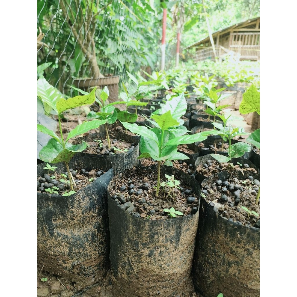 bibit kopi arabica
