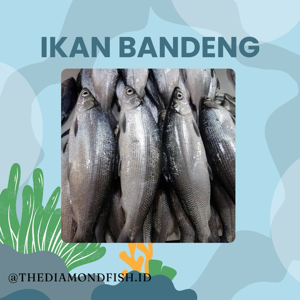 Ikan Bandeng Segar Ikan Bandeng 1Kg