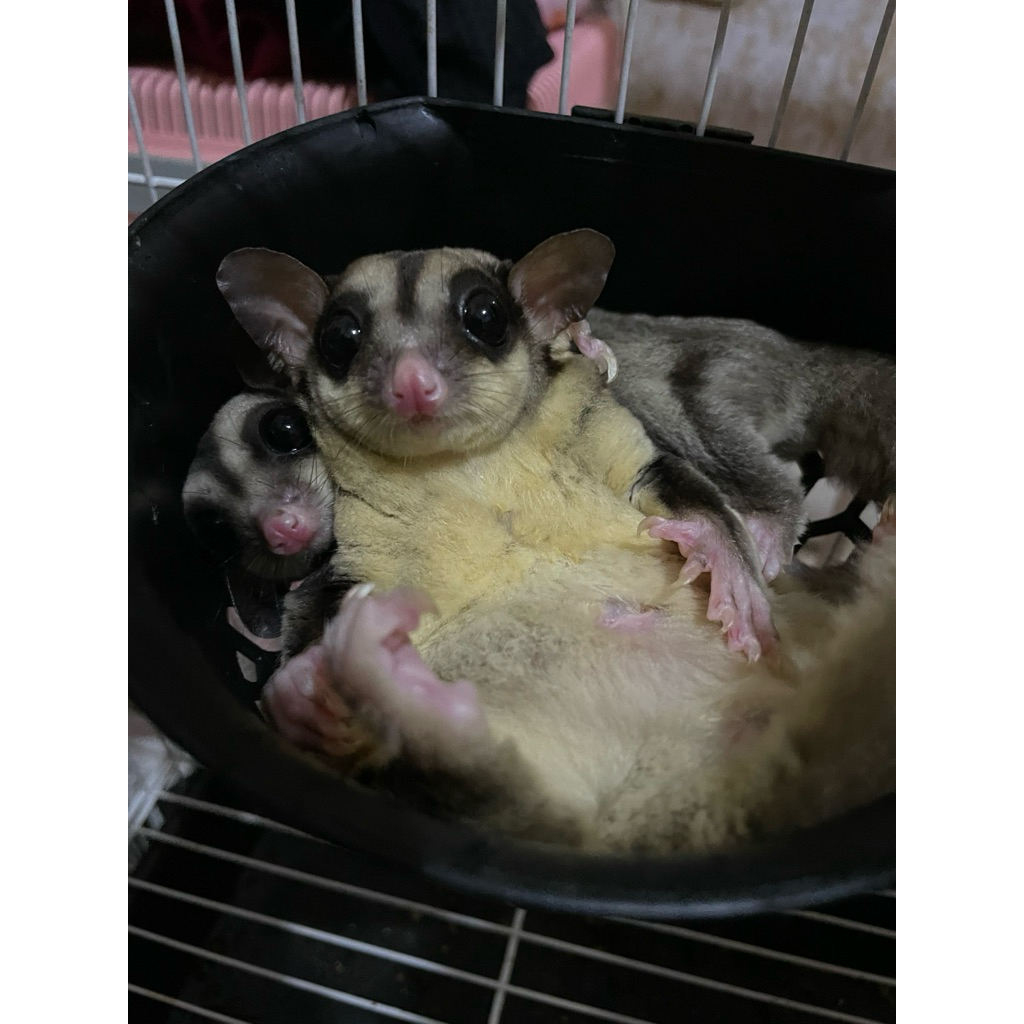 Sugar glider classic grey jantan