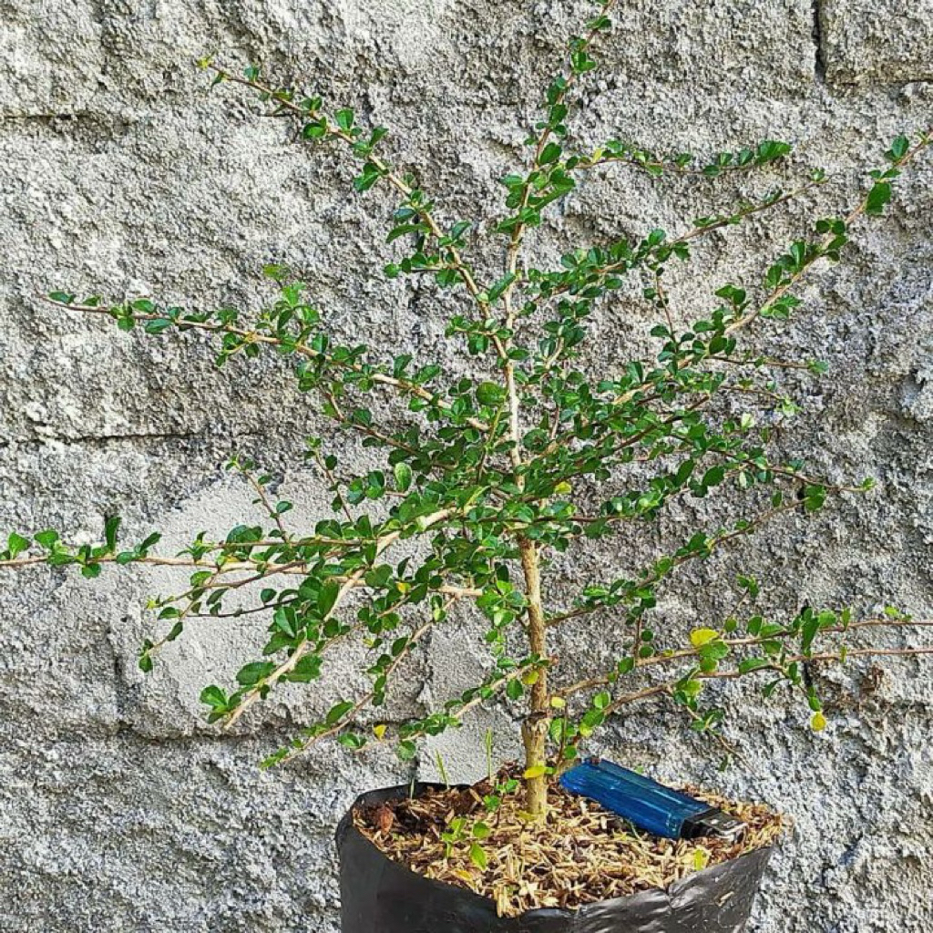 TANAMAN HIAS BAHAN BONSAI HOKIANTEA MICRO