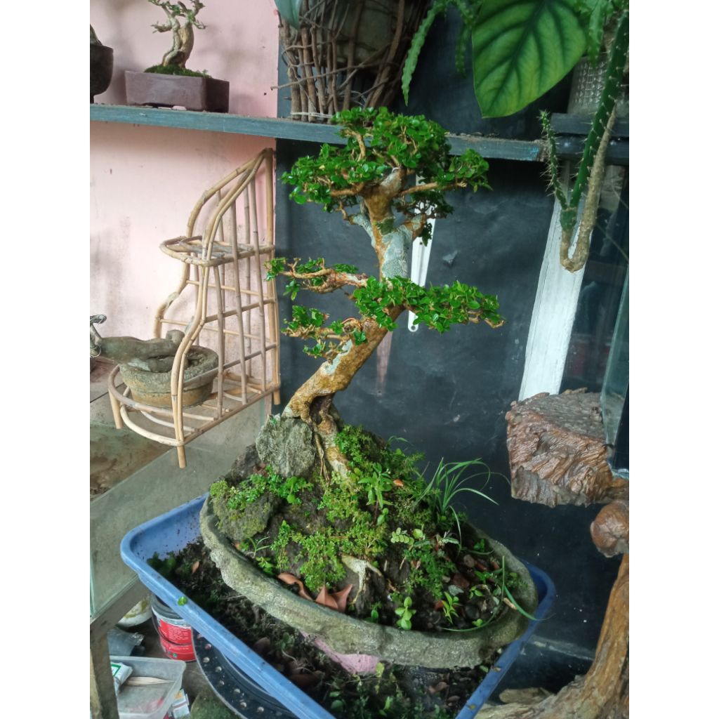 BONSAI SANCANG SIAP PAJANG