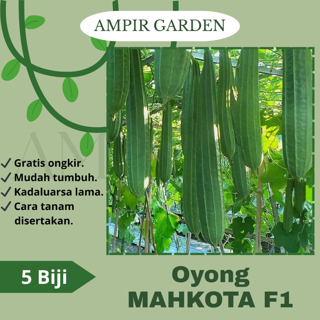 5 Biji Benih OYONG MAHKOTA F1 Unggul / Gambas Hijau Panjang / Bibit Tanaman Sayuran Oyong Paria