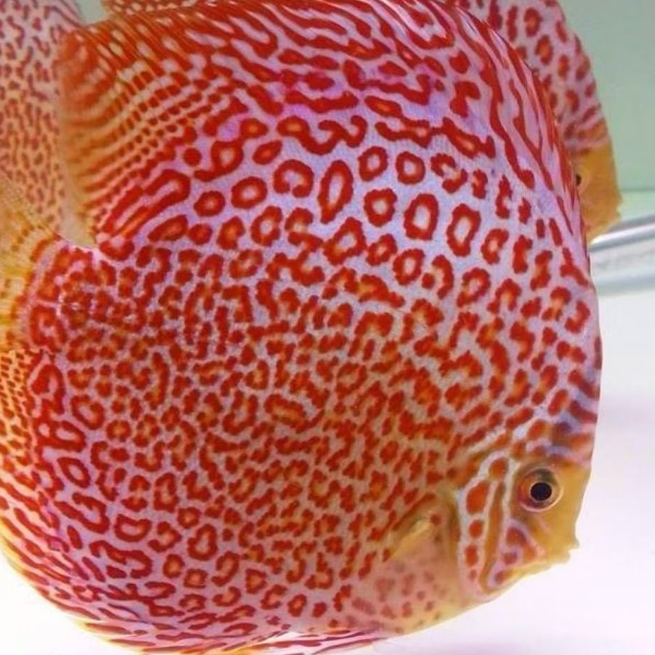 Discus Leopard Ring ikan hias aquarium / hiasan aquascape