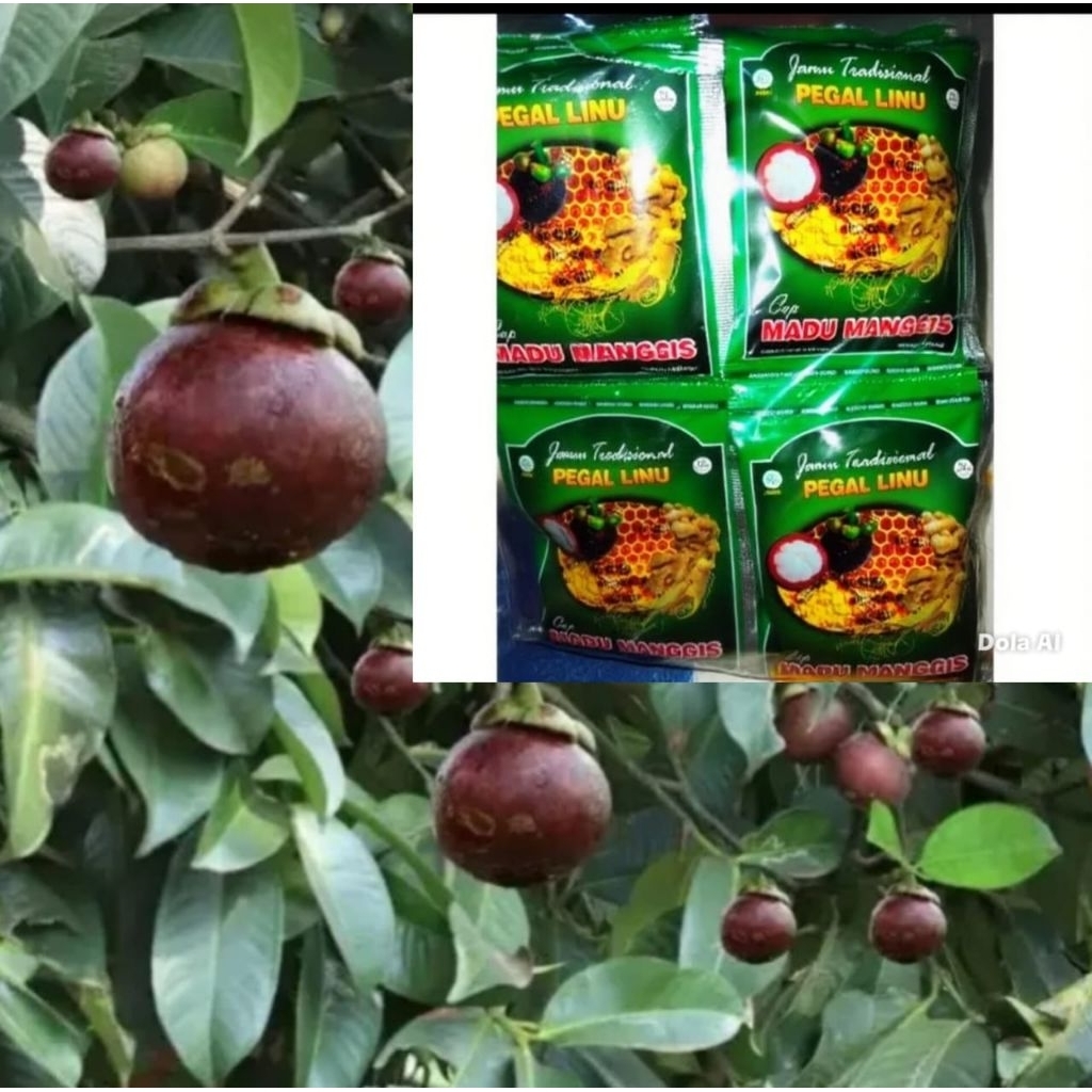 jamu tradisional manggis plus madu Asli 12 sachet
