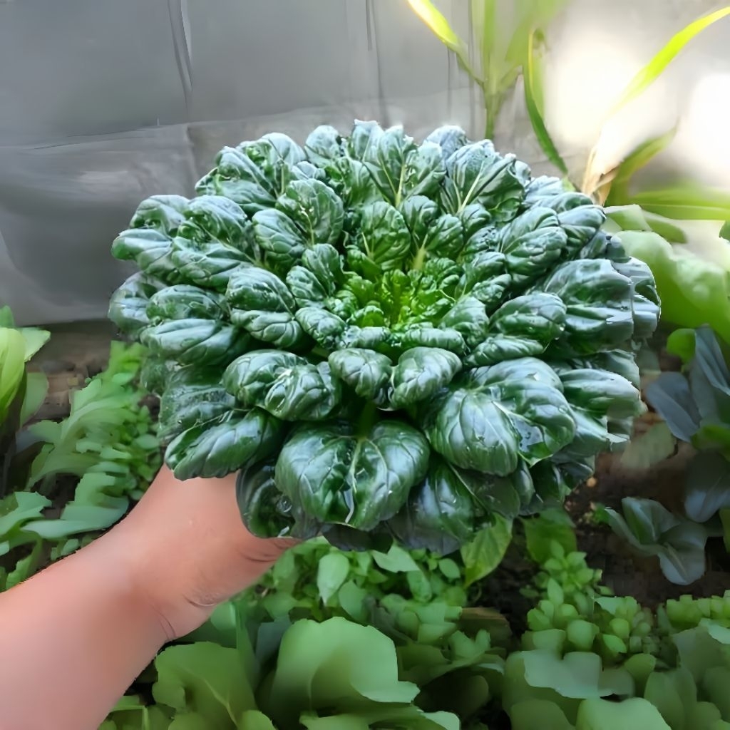 50 Biji Bibit Sawi Pagoda Benih Sawi Pagoda Unggul