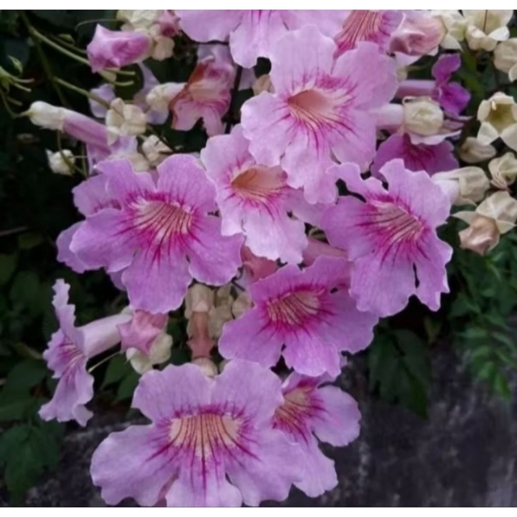 Tanaman Hias Bunga Tecoma Pink Tinggi 30-40 cm Terompet Tekomaria