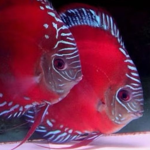 Discus alenquer ikan hias air tawar / hiasan aqkuascape