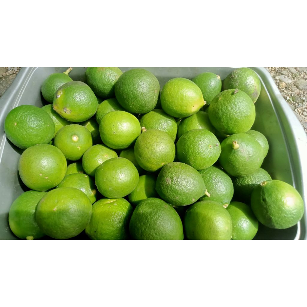jeruk nipis asam limau