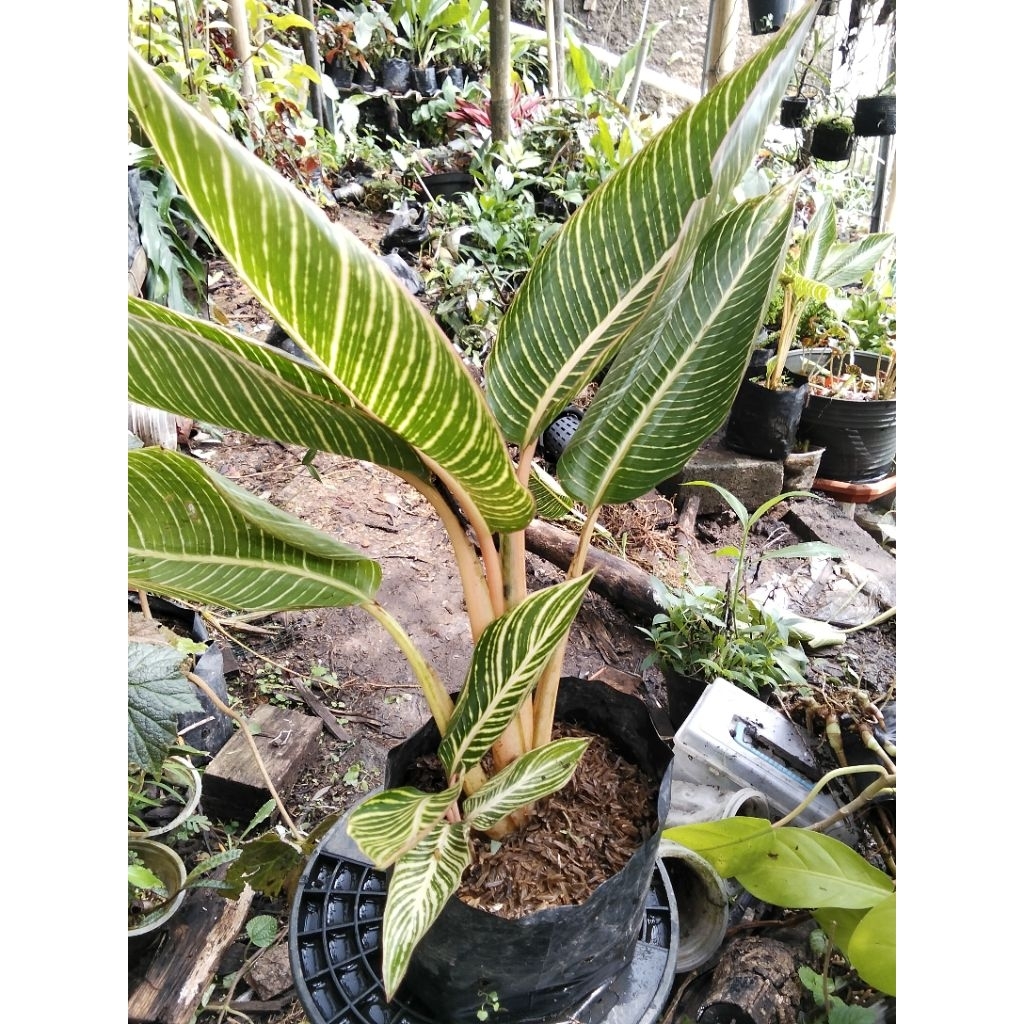Tanaman hias Heloconia Indica Bangkok/pisang-pisangan/pisang bugis