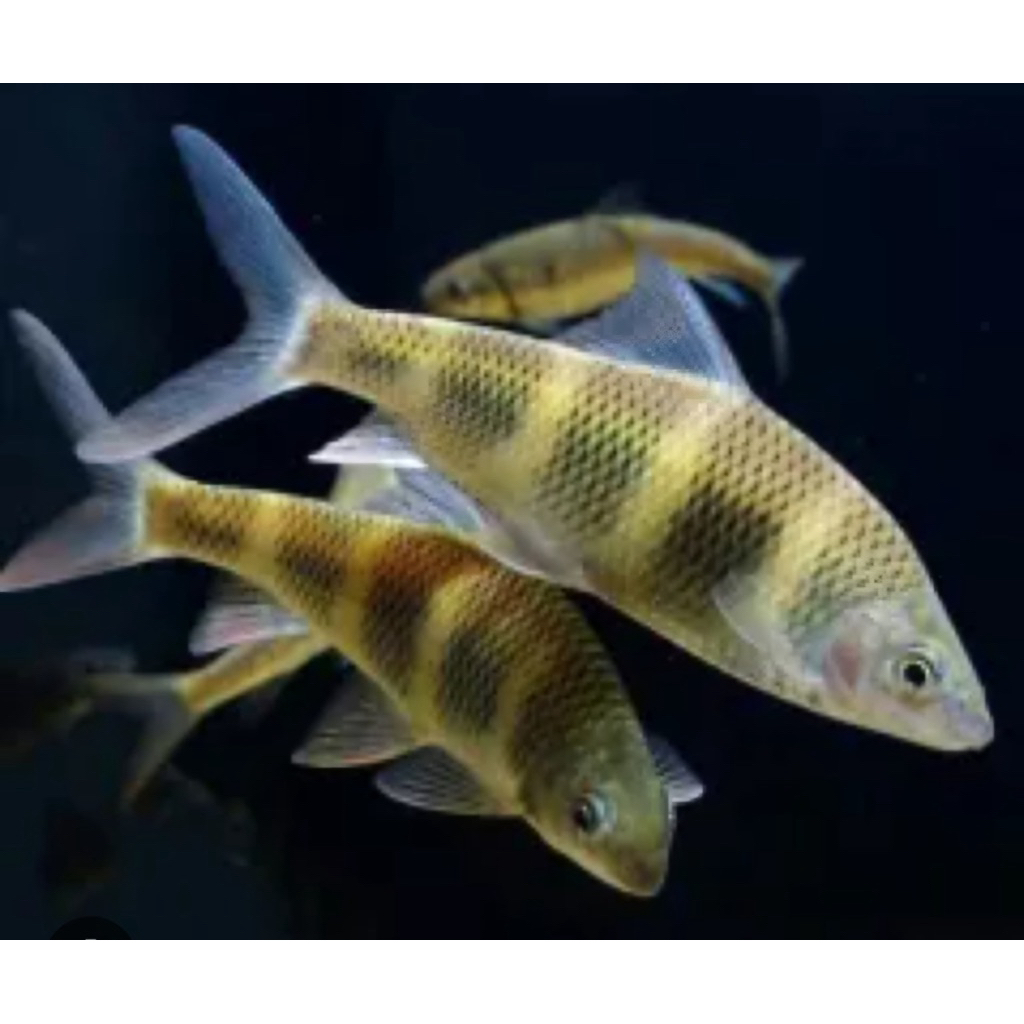 Stiker Bumblebee masheer