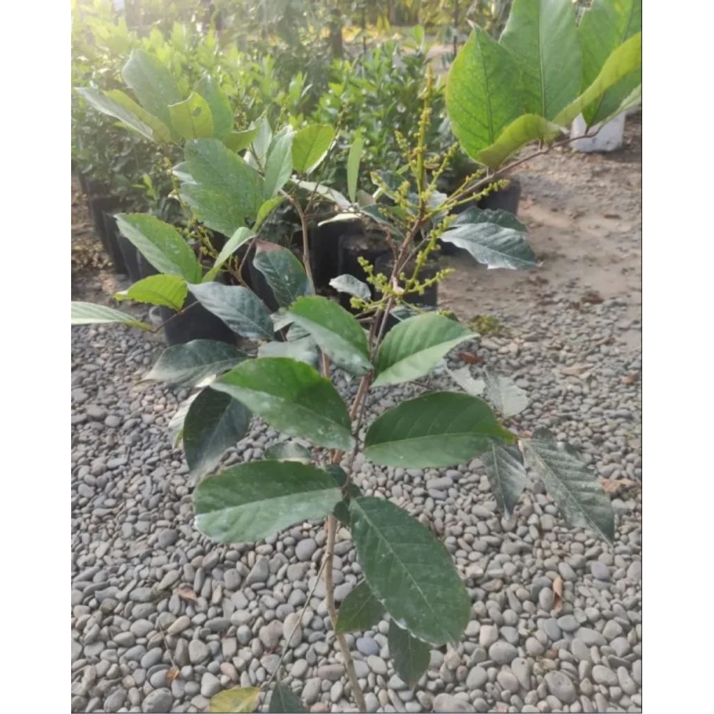 Bibit Rambutan Binjai Kondisi Berbunga Hasil Okulasi