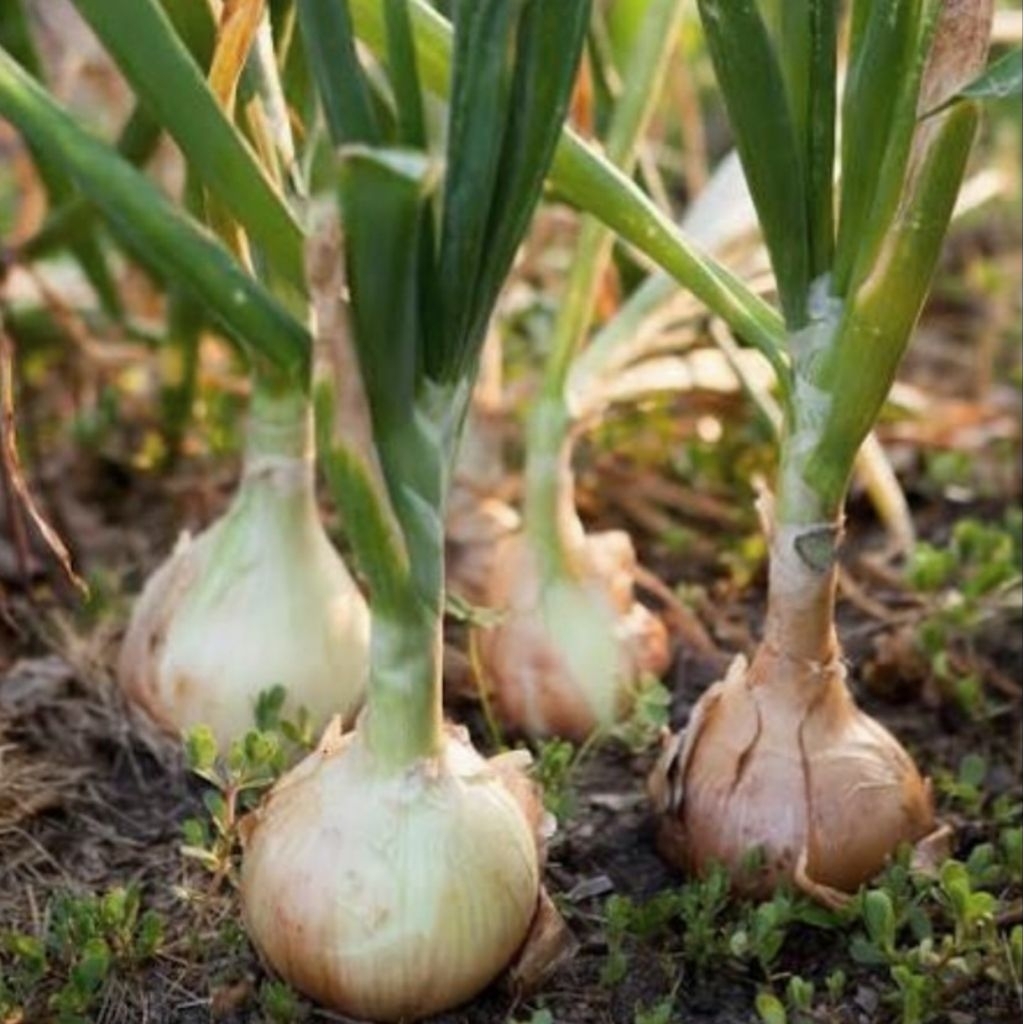 BIBIT BAWANG BOMBAY || 20 BIJI || PRODUK NATURAL ORGANIK