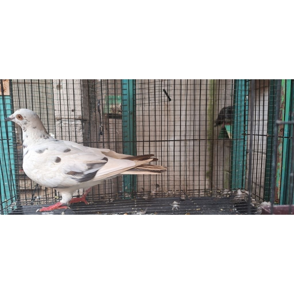 merpati betina blorok