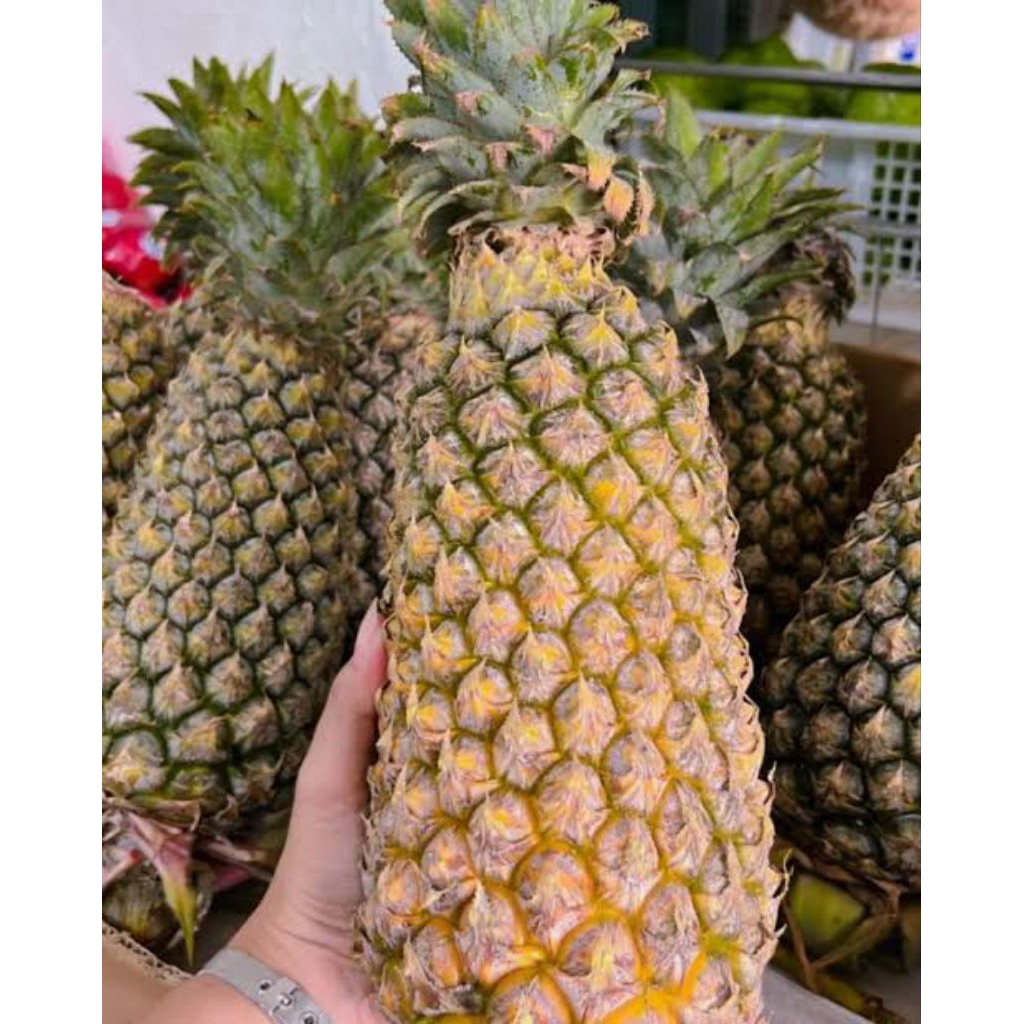 Nanas Madu Kelud Jumbo A