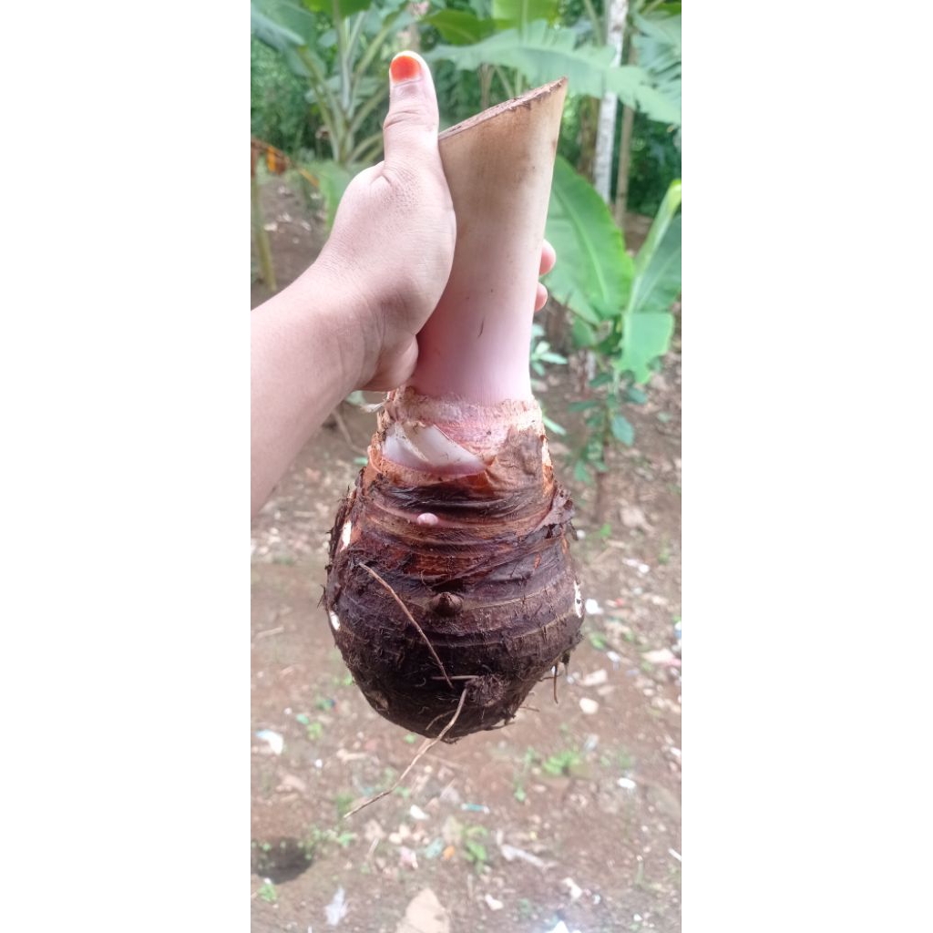 umbi talas Pratama 1kg