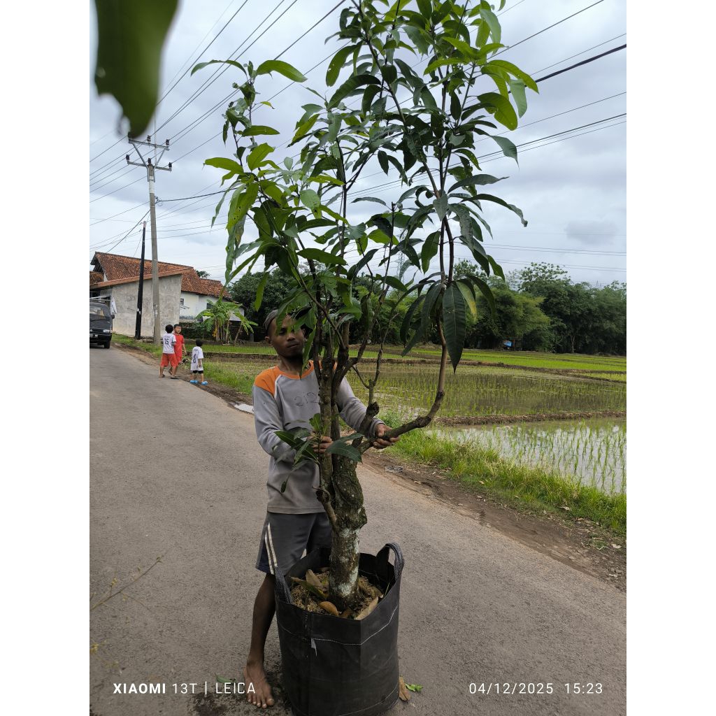 bibit mangga kombinasi 7in1 (1pohon 7jenis) kiojay+Irwin+red ivory+chokanan+gedong gincu+cengkir+gol