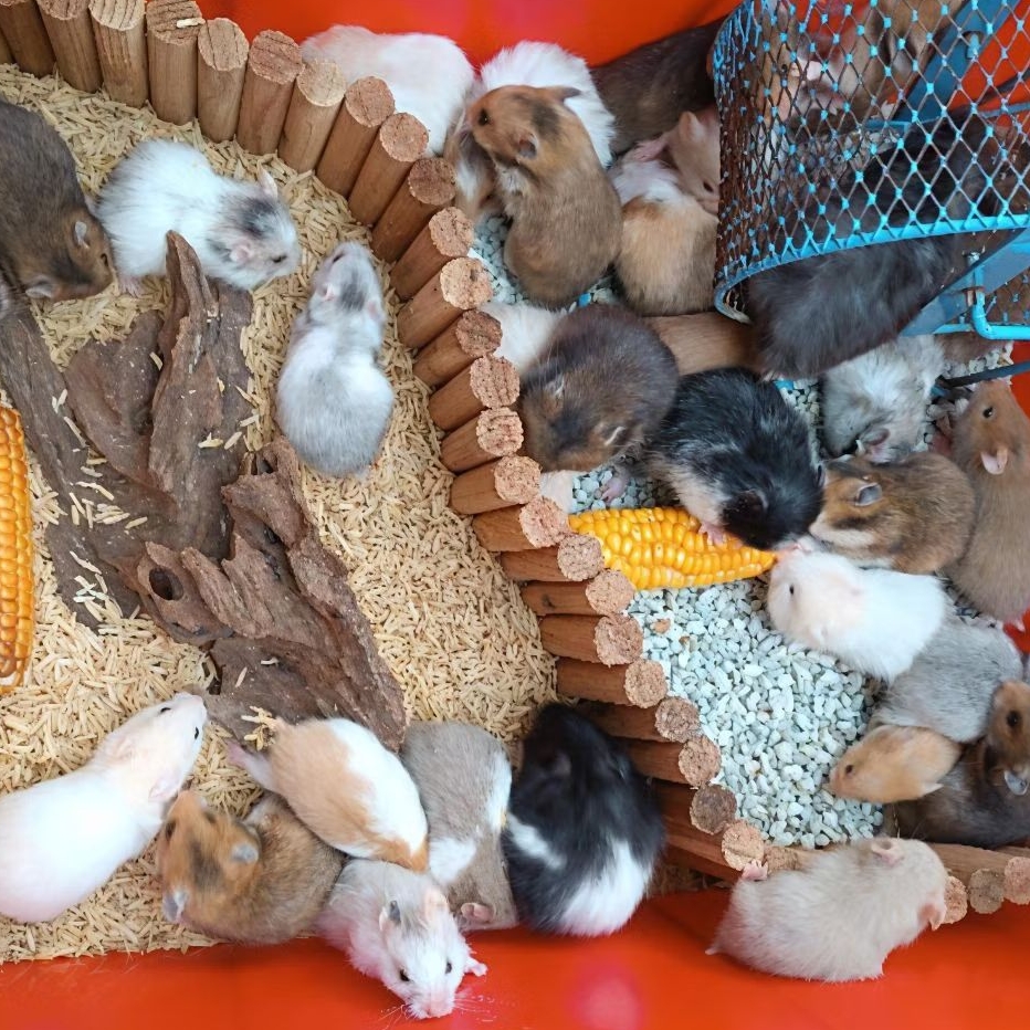 Hamster Syrian Lucu Gembul Jinak Sehatl Lincah Hamster Big Bone Termurah