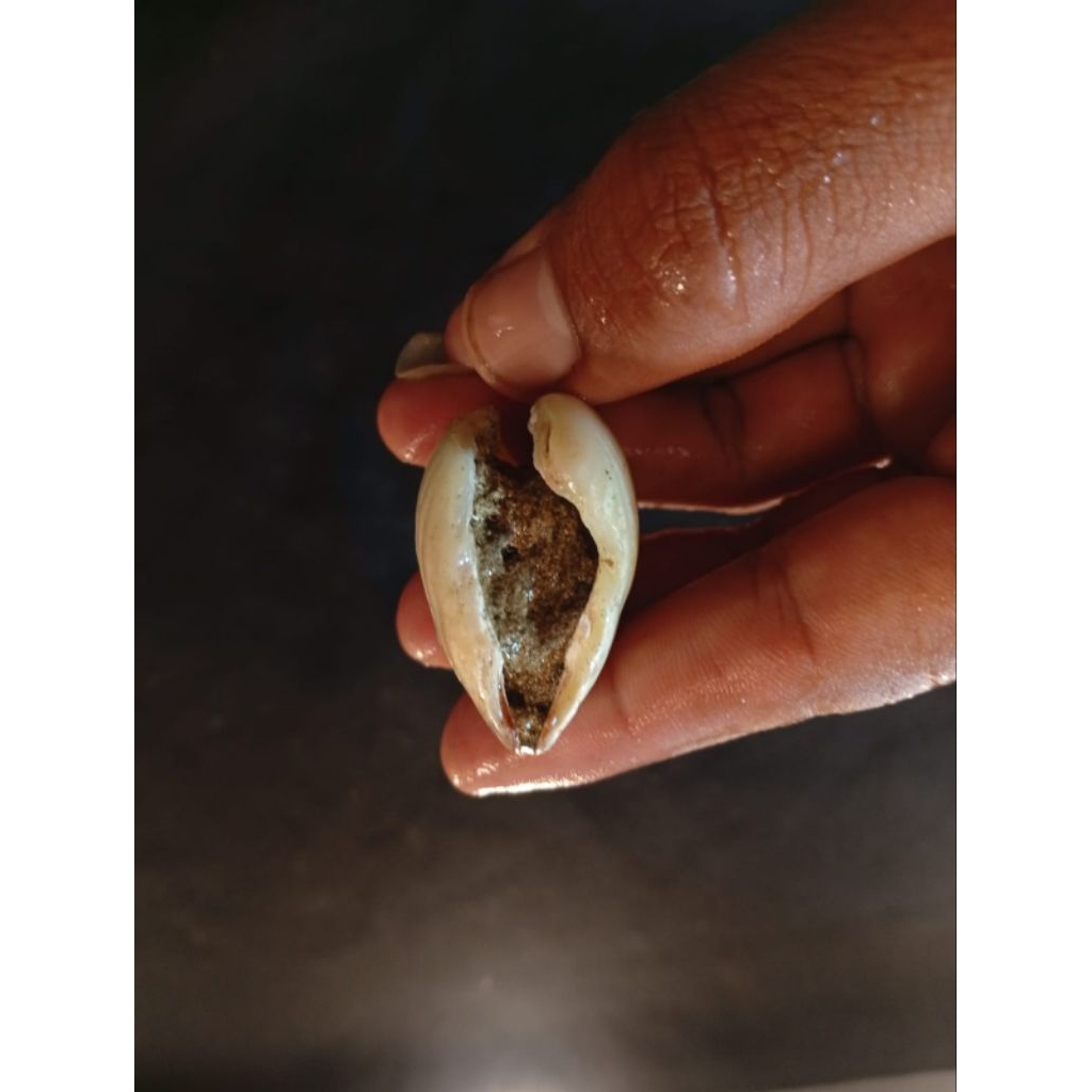 natural temuan laut asli batu kerang tempel 41