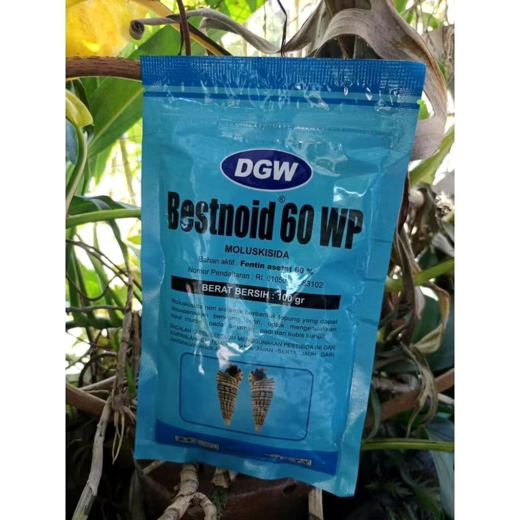 Bestnoid 60 wp racun keong 100 GR