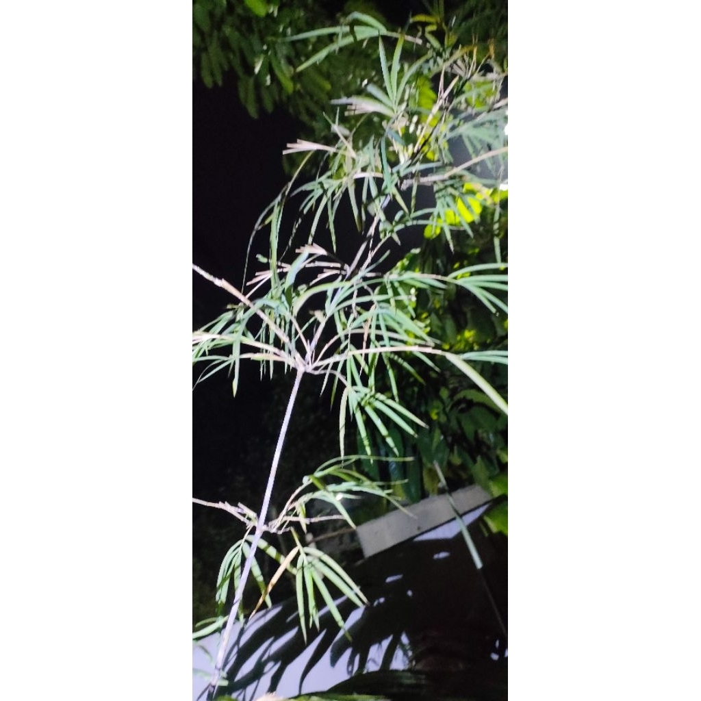 bibit bambu cina daun halus rumbai timur pekanbaru