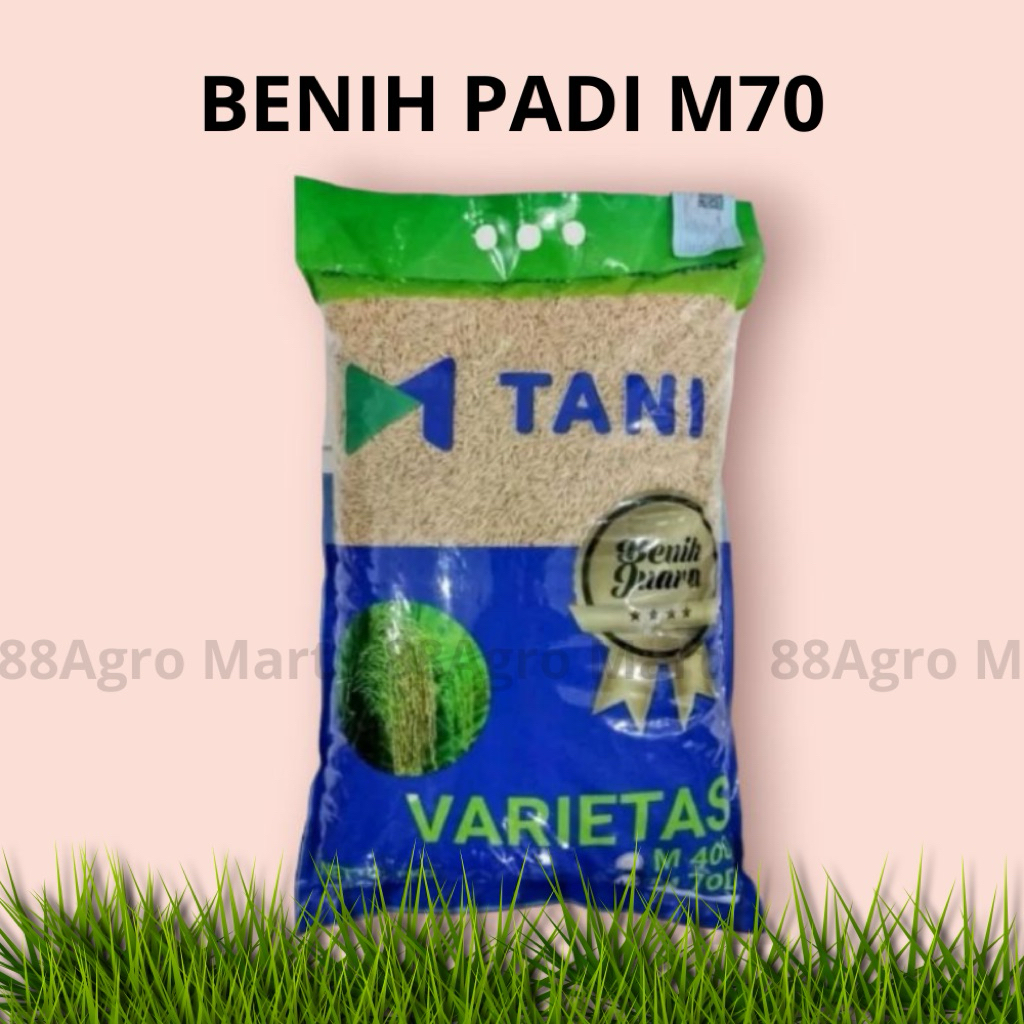 BENIH PADI M-TANI M70D 5KG - Benih padi genjah 70 hari panen