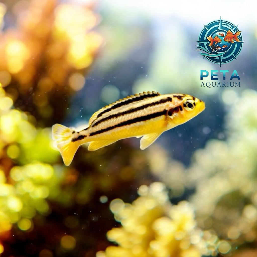 Instant Ikan Hias Niasa Siklid Kecil