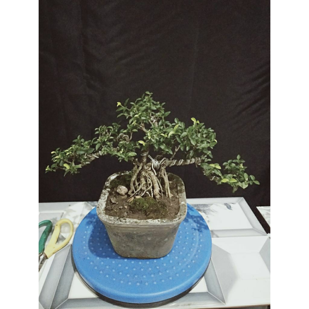 bonsai sakura mikro