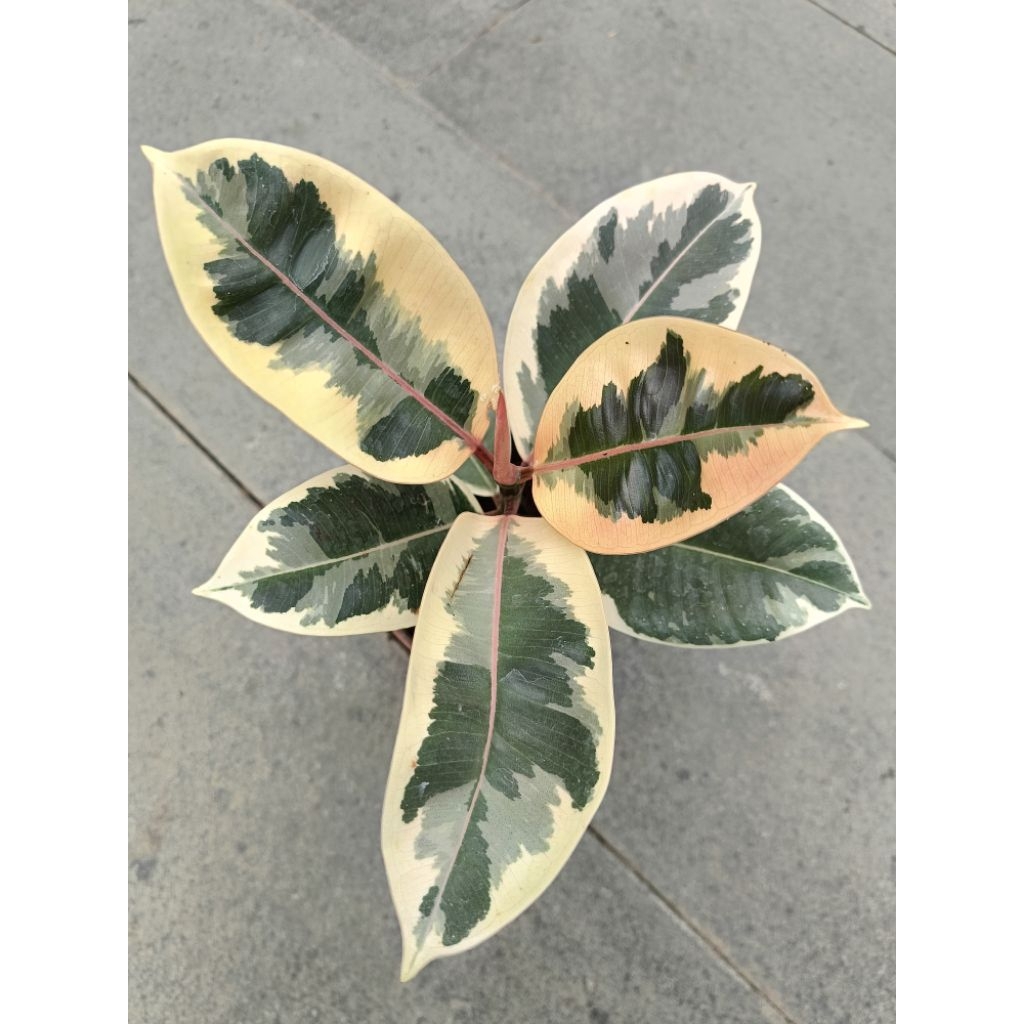 Ficus Elastica " Tineke "