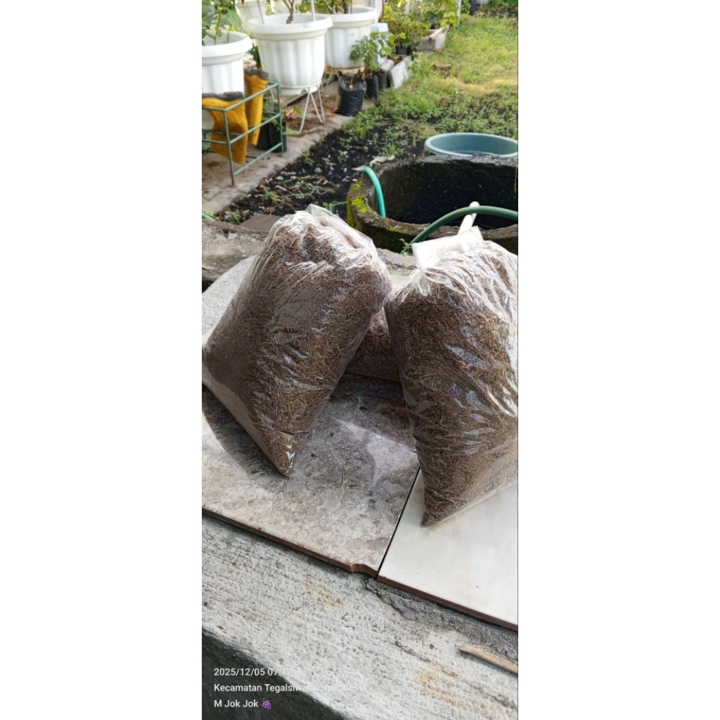 Sekam Lapuk sudah Fermentasi Sekam padi