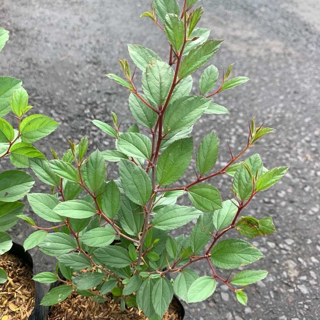 Tanaman bidara arab / bibit bidara arab asli