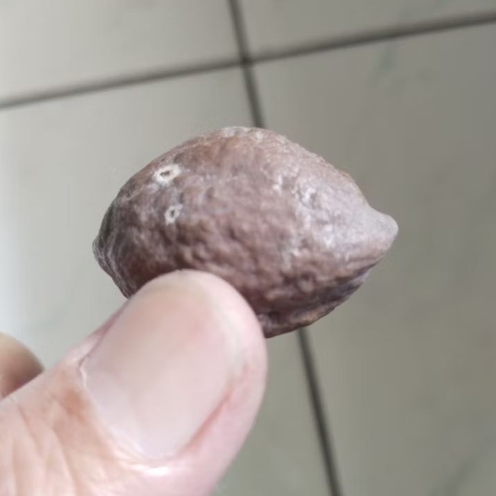 Kemiri Adu Muncang Adu Jayanti Predator Ori Tua Jatuhan