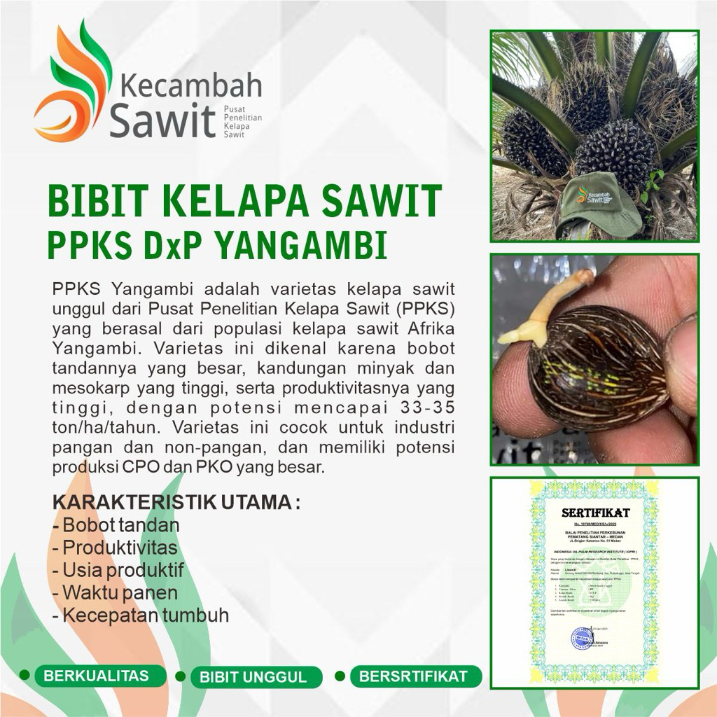 BIBIT KECAMBAH KELAPA SAWIT PPKS DxP YANGAMBI ( BERKUALITAS & UNGGUL )