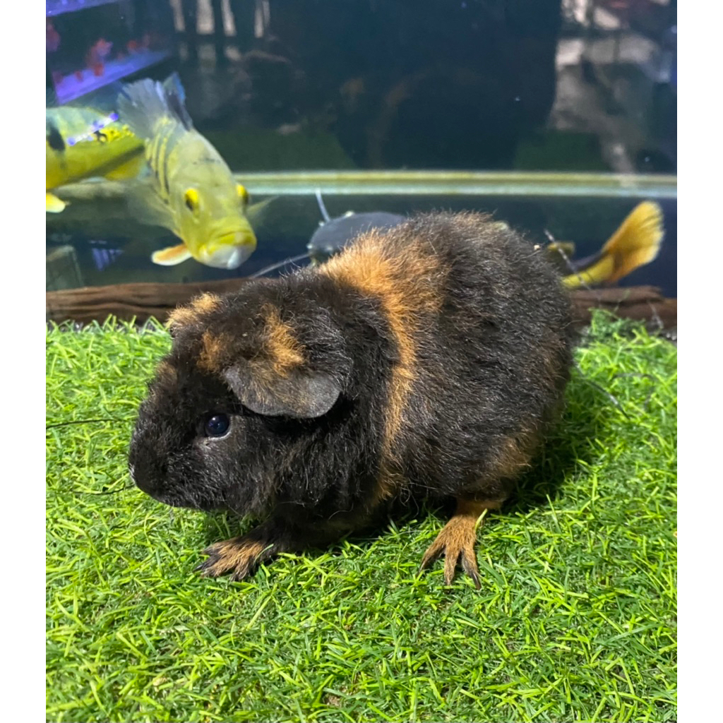 guinea pig teddy/ marmut hias teddy jantan